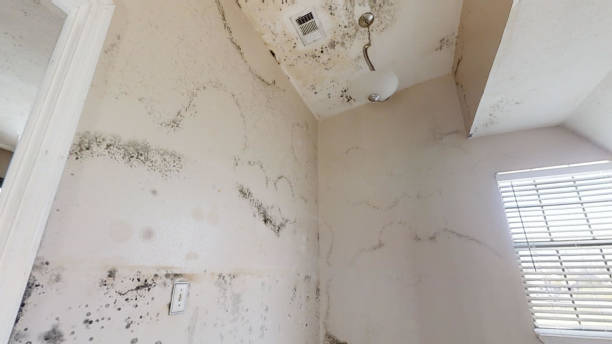 Best Environmental Consulting for Mold Prevention  in Walce, LA