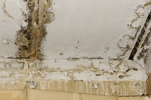 Best Real Estate Mold Inspection  in Walce, LA