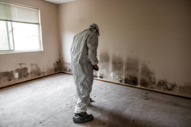 Best Industrial Mold Remediation  in Walce, LA